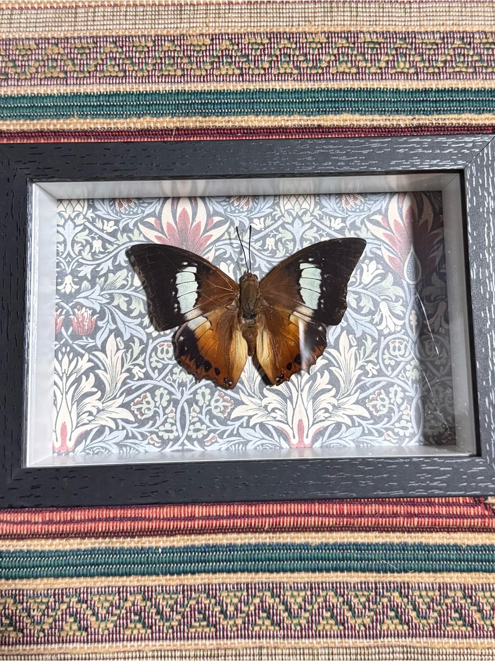 Framed Brown and Black Butterfly Wall Accent